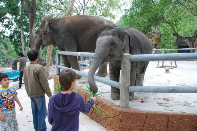 Khao Kheow Open Zoo 159, Khao Kheow Open Zoo