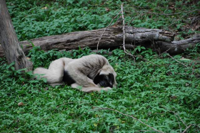 Khao Kheow Open Zoo 018, Khao Kheow Open Zoo