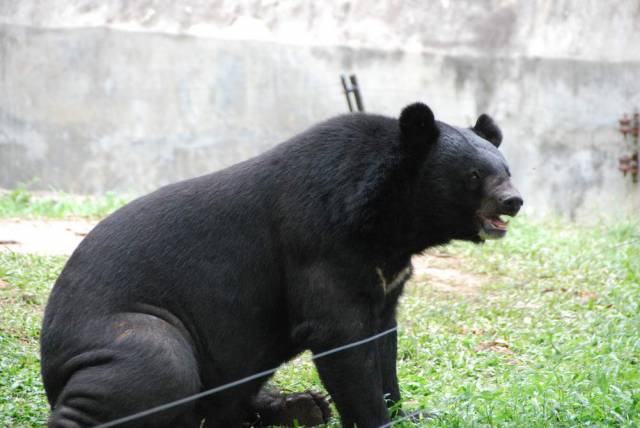 Khao Kheow Open Zoo 118, Khao Kheow Open Zoo