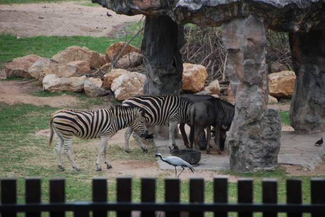 Khao Kheow Open Zoo 120, Khao Kheow Open Zoo