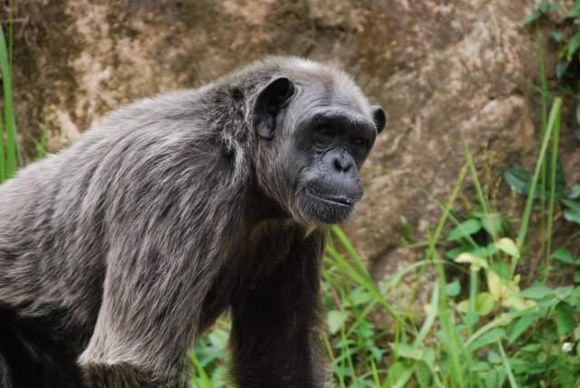 Khao Kheow Open Zoo 193, Khao Kheow Open Zoo