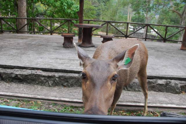 Khao Kheow Open Zoo 167, Khao Kheow Open Zoo