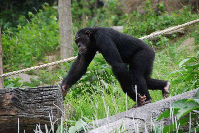 Khao Kheow Open Zoo 178, Khao Kheow Open Zoo