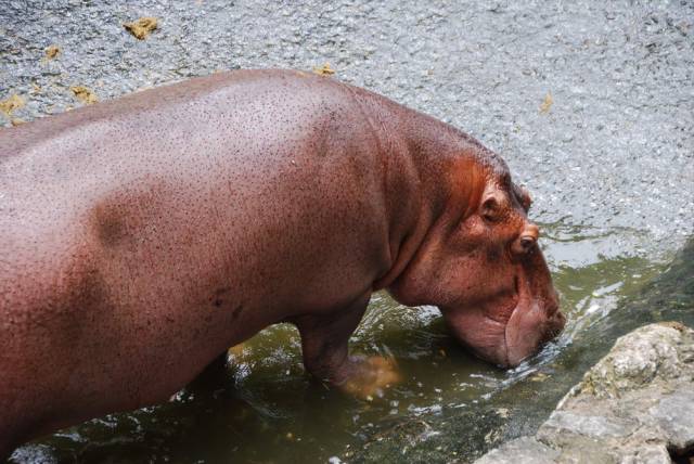 Khao Kheow Open Zoo 040, Khao Kheow Open Zoo