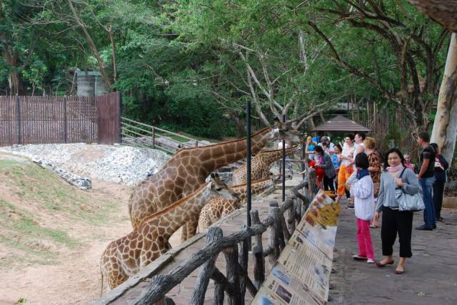 Khao Kheow Open Zoo 077, Khao Kheow Open Zoo