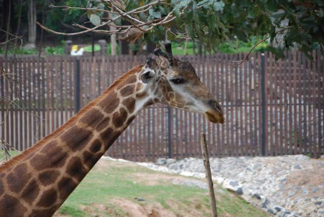 Khao Kheow Open Zoo 065, Khao Kheow Open Zoo