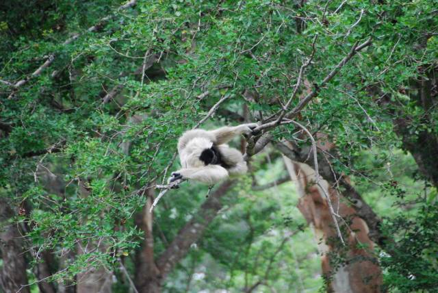 Khao Kheow Open Zoo 019, Khao Kheow Open Zoo