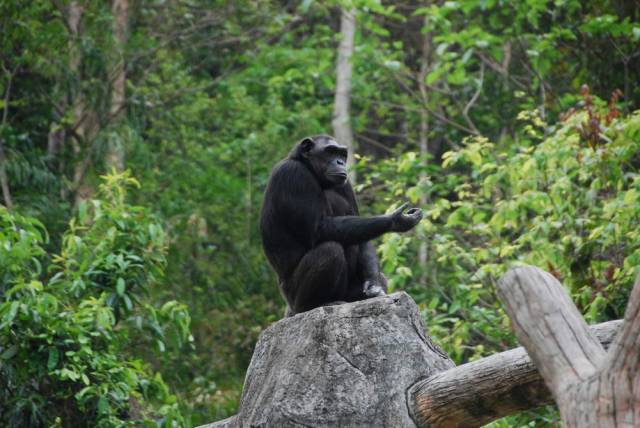 Khao Kheow Open Zoo 183, Khao Kheow Open Zoo