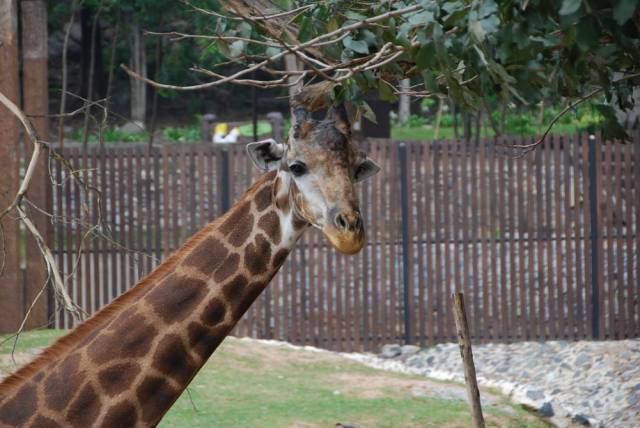 Khao Kheow Open Zoo 066, Khao Kheow Open Zoo