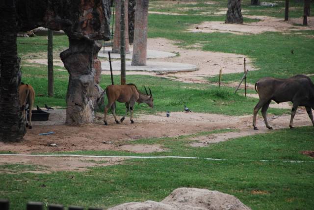 Khao Kheow Open Zoo 122, Khao Kheow Open Zoo