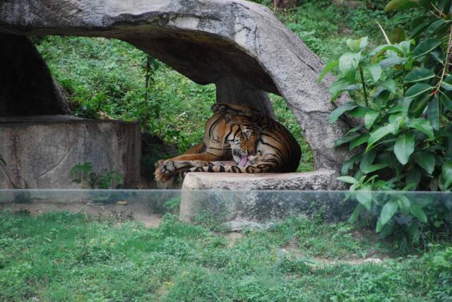 Khao Kheow Open Zoo 125, Khao Kheow Open Zoo