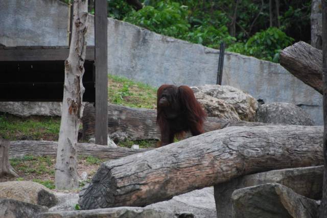 Khao Kheow Open Zoo 169, Khao Kheow Open Zoo