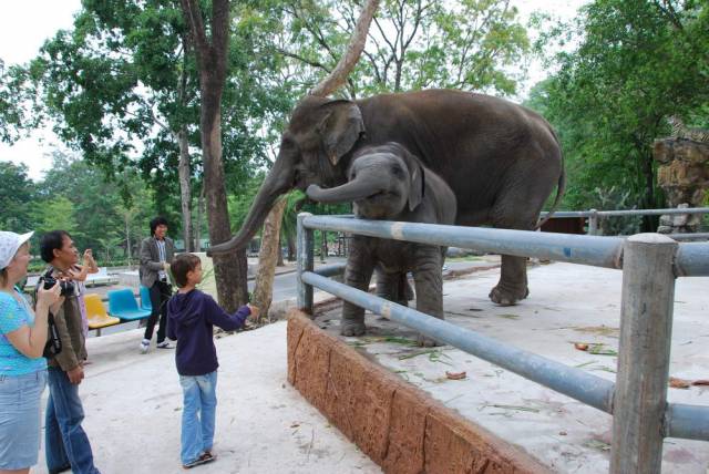 Khao Kheow Open Zoo 162, Khao Kheow Open Zoo