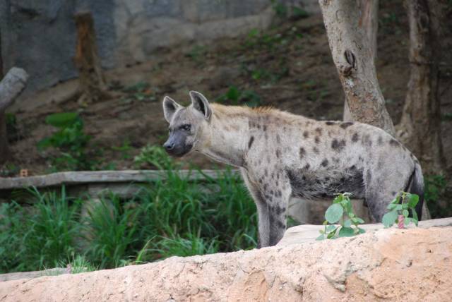 Khao Kheow Open Zoo 129, Khao Kheow Open Zoo