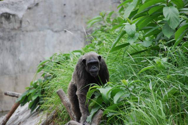 Khao Kheow Open Zoo 186, Khao Kheow Open Zoo