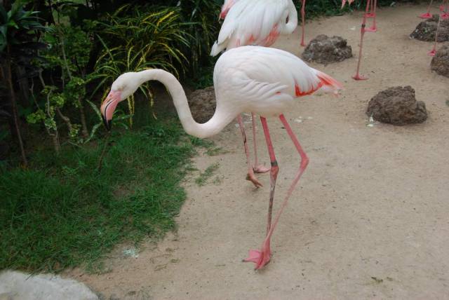 Khao Kheow Open Zoo 109, Khao Kheow Open Zoo