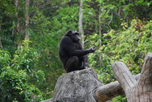 Khao Kheow Open Zoo 182, Khao Kheow Open Zoo