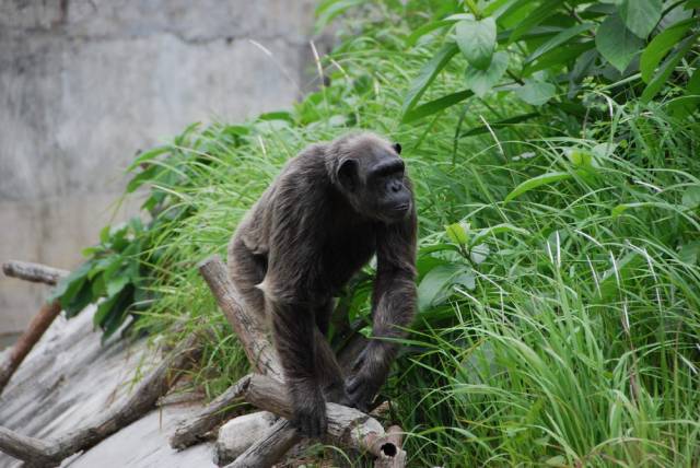 Khao Kheow Open Zoo 187, Khao Kheow Open Zoo