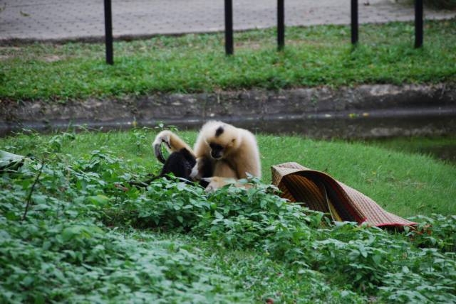 Khao Kheow Open Zoo 020, Khao Kheow Open Zoo