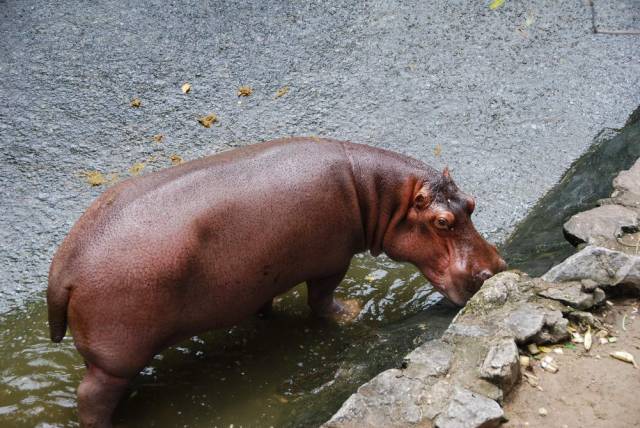 Khao Kheow Open Zoo 041, Khao Kheow Open Zoo