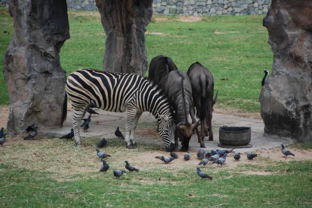 Khao Kheow Open Zoo 135, Khao Kheow Open Zoo