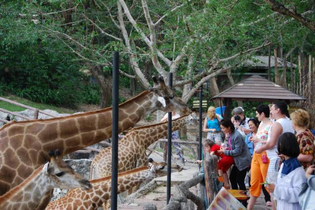 Khao Kheow Open Zoo 076, Khao Kheow Open Zoo