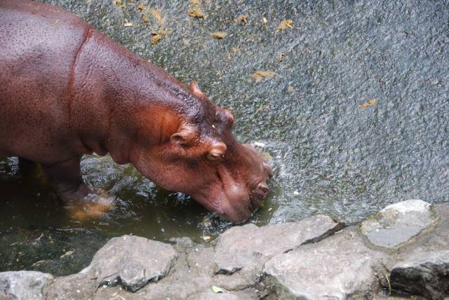 Khao Kheow Open Zoo 045, Khao Kheow Open Zoo