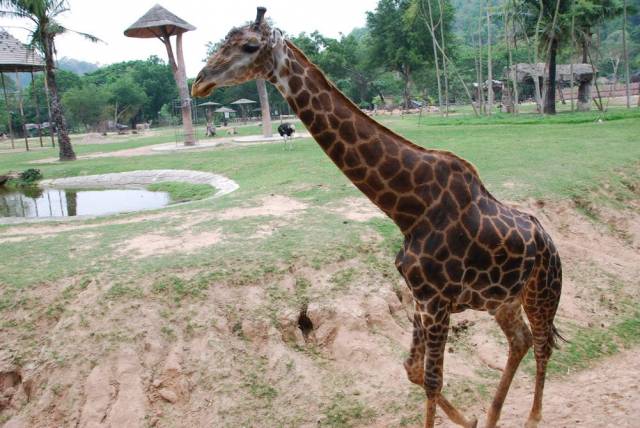 Khao Kheow Open Zoo 088, Khao Kheow Open Zoo