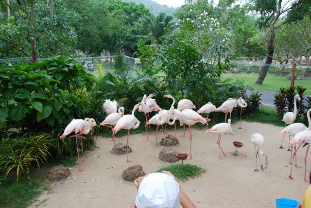 Khao Kheow Open Zoo 105, Khao Kheow Open Zoo