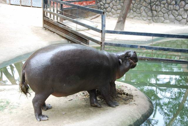 Khao Kheow Open Zoo 055, Khao Kheow Open Zoo